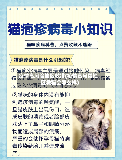疫情高风险地区救猫(疫情高风险地区救猫会怎么样)-第2张图片